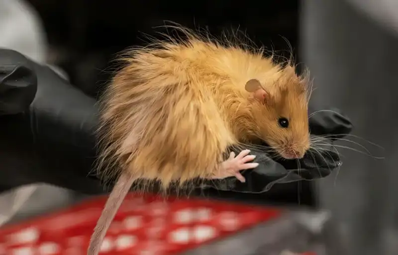 Ratón lanudo 