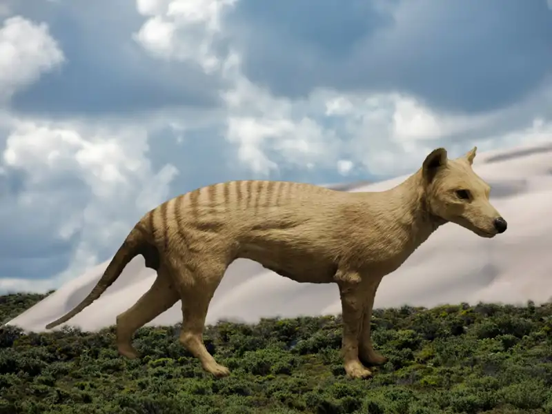 Representación de un tilacino 