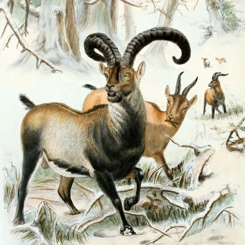 El bucardo, la única especie que se pudo considerar realmente desextinguida, ocurrió en España