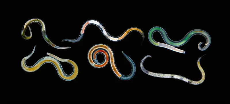 Gusanos nematodos 
