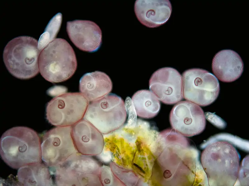 Bacterias del género Beggiatoa