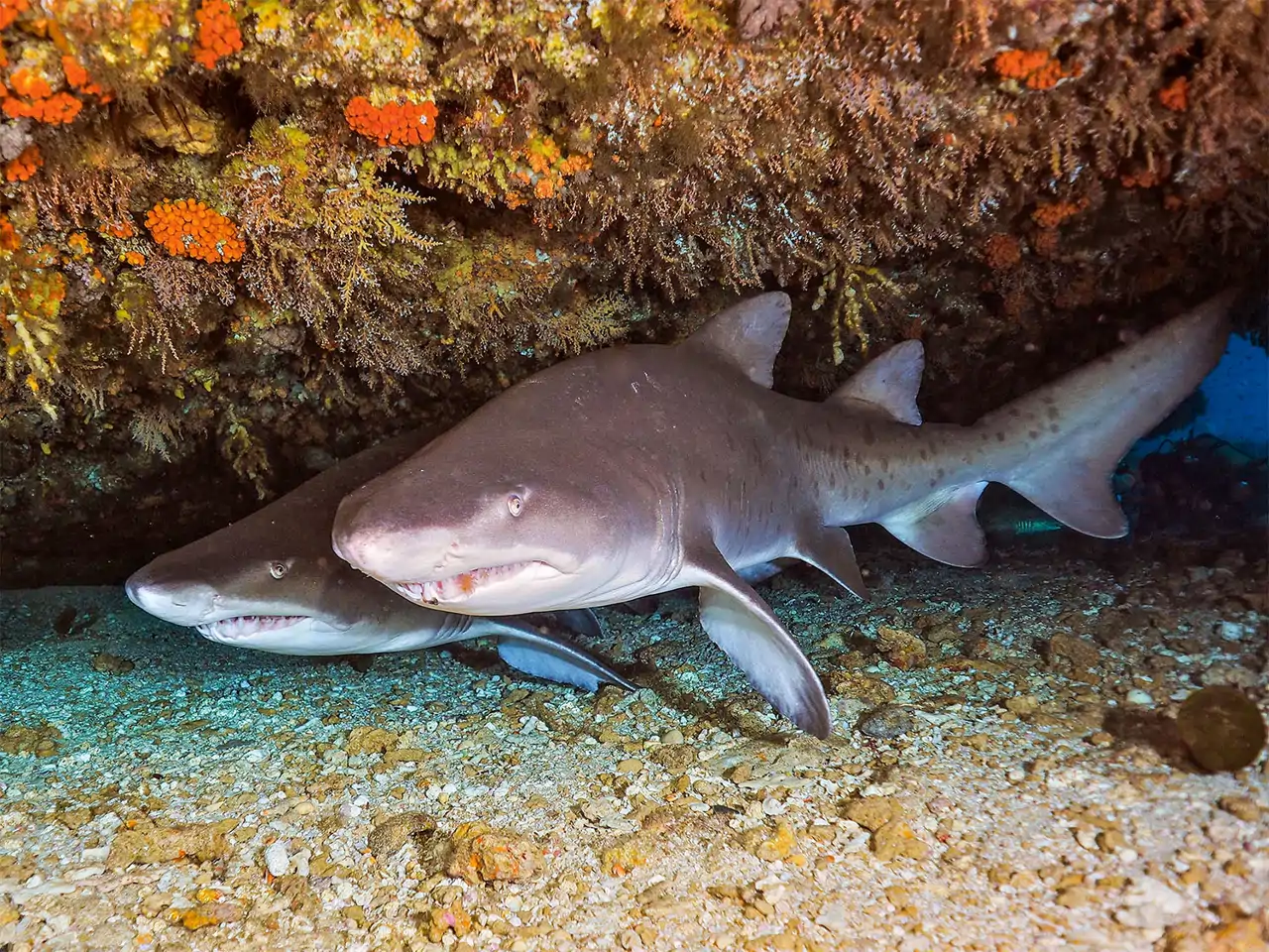Tiburones toro 