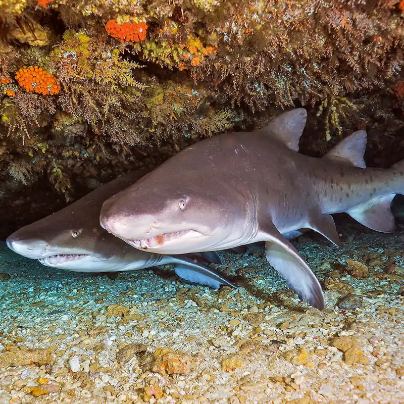 Canibalismo intrauterino: el tiburón toro se come a sus hermanos antes de nacer 