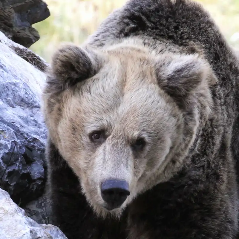 España se despide de la osa Paca, un símbolo de la lucha contra el furtivismo
