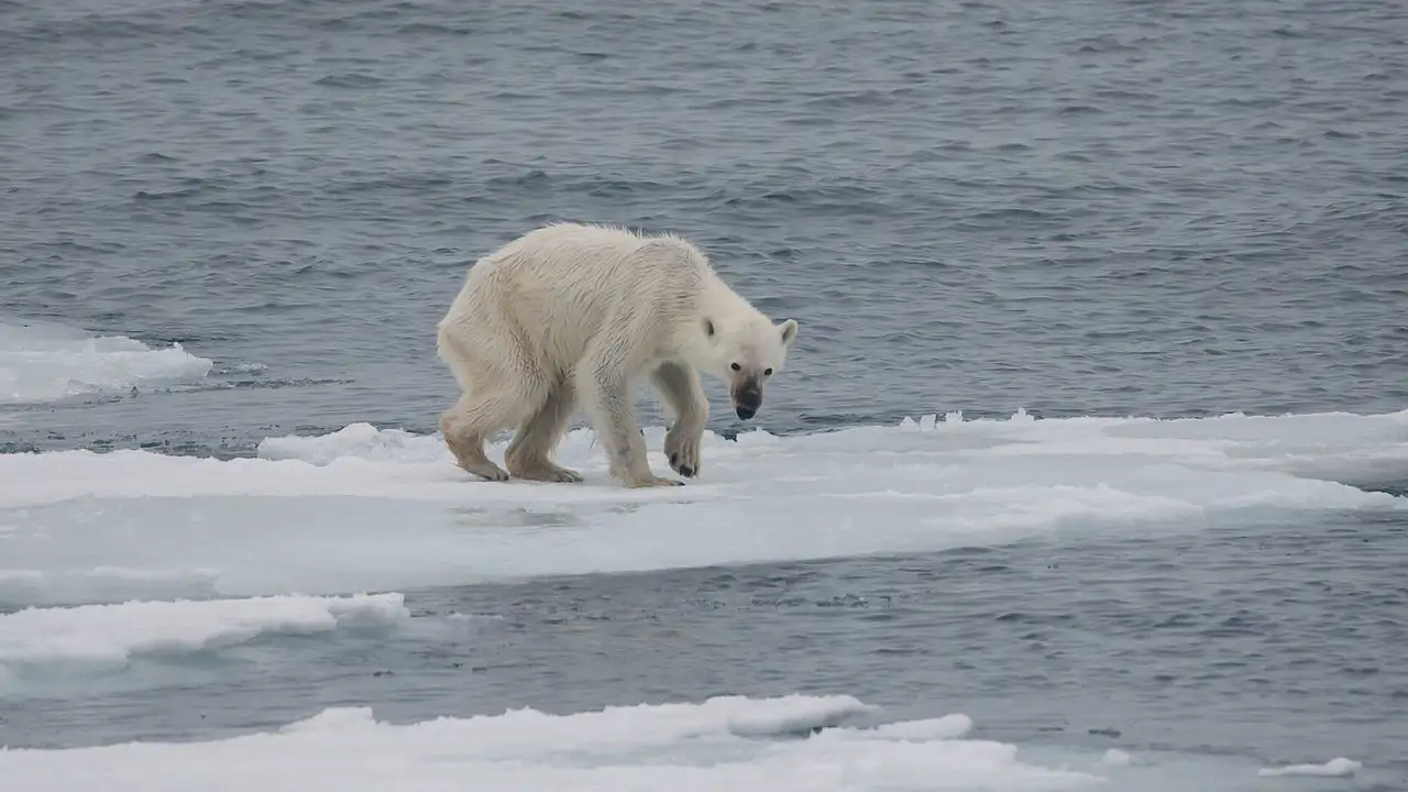 Oso polar famélico en el Ártico en 2015