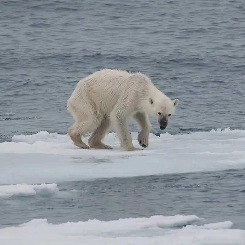 El Ártico agoniza bajo el hielo más frágil: el invierno de 2025 marca un nuevo récord mínimo