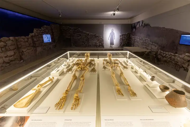 Los esqueletos expuestos en el museo