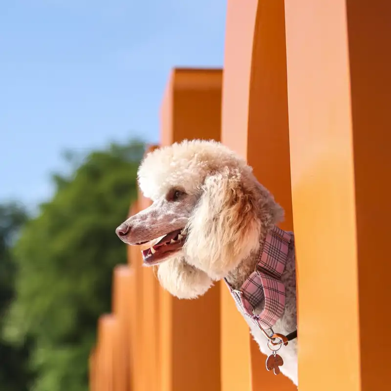 Perros y gatos hipoalergénicos: tener mascotas es posible, incluso si sufres alergia