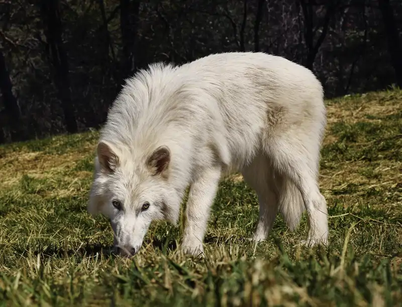 Colossal Biosciences lobo gigante