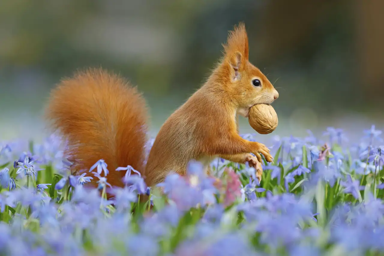 eurasian-red-squirrel-with-walnut-on-a-bluestar-meadow-hesse-germany-imagebroker-jorn-friederich-cordon-press_d4c118f4_250413181855_1280x853.webp