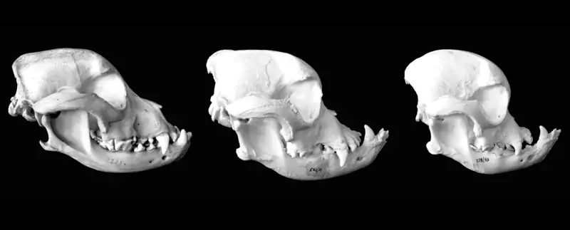 Braquicefalia bulldog (Marc Nussbaumer, Museo de Historia Natural de Berna)
