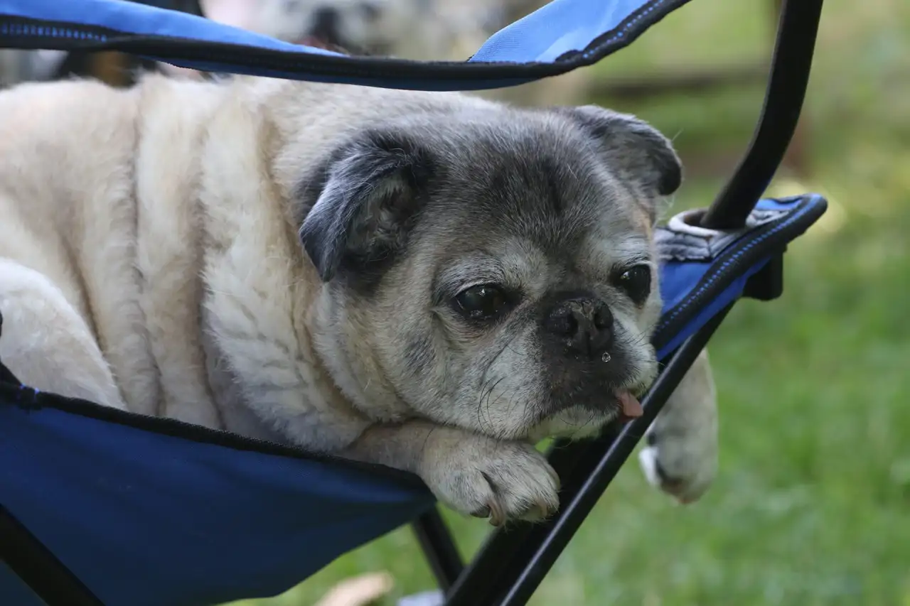 Pug (Staten Island Advance, Landov, Cordon Press)   copia