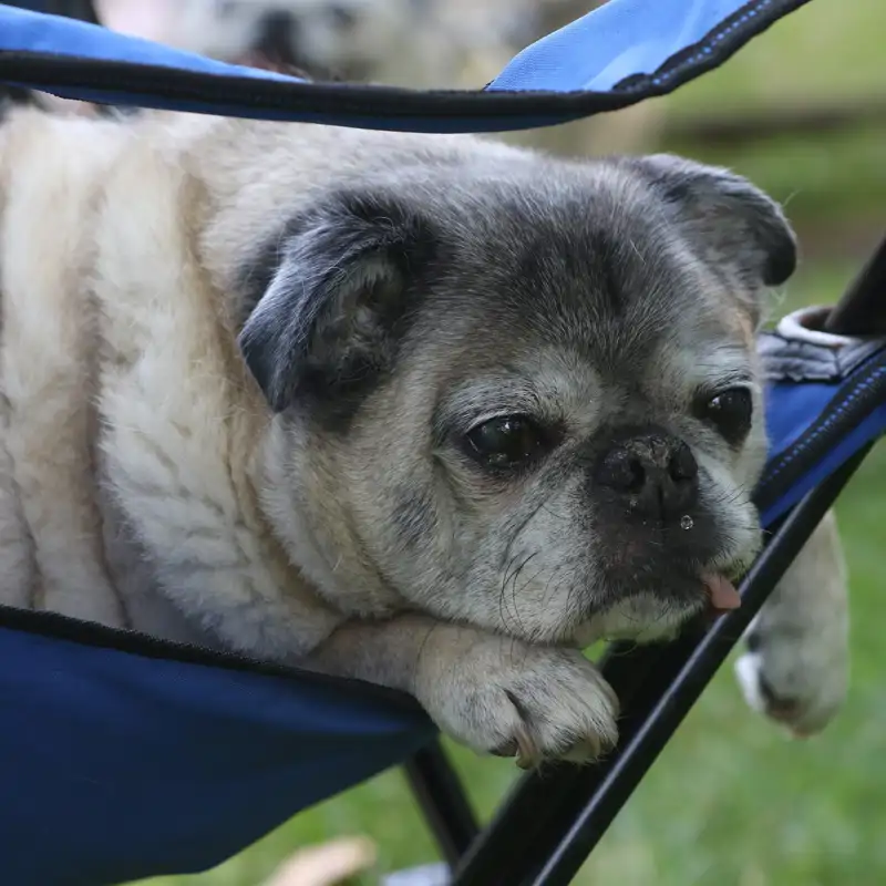 Perros braquicéfalos: cuáles son, qué problemas de salud tienen y cómo mejorar su calidad de vida
