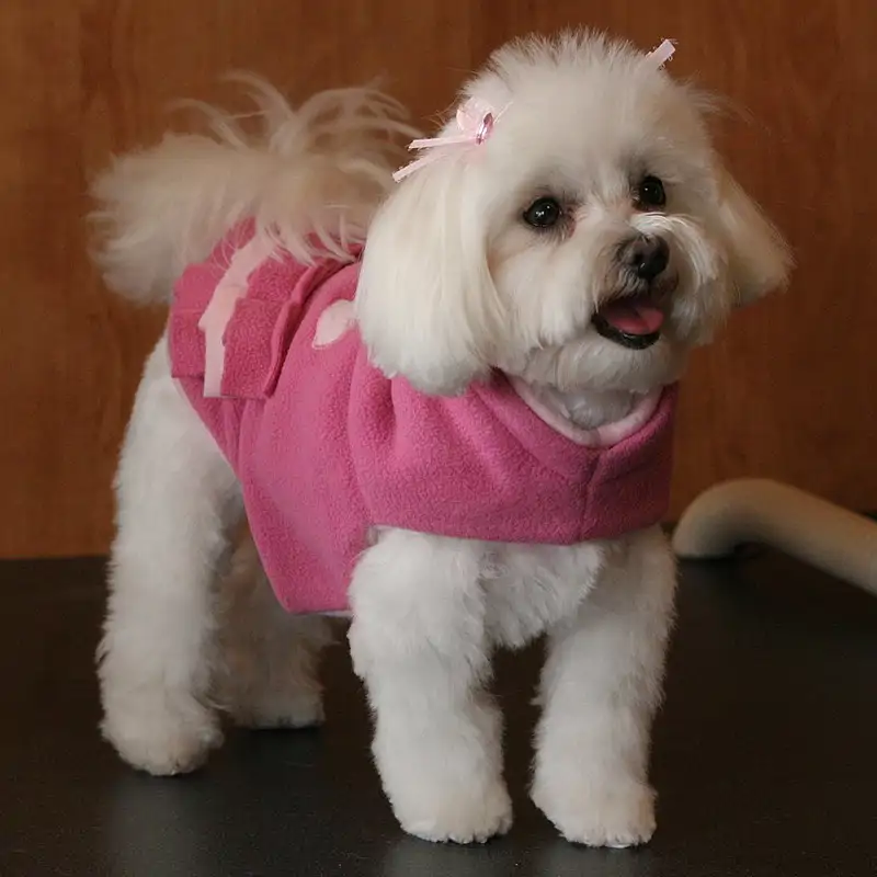 Esta es la raza de perro más afectuosa, según la Universidad de Helsinki (aunque hay trampa)