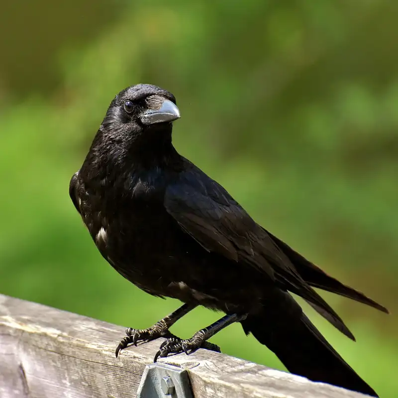 Estas aves también son buenas en geometría
