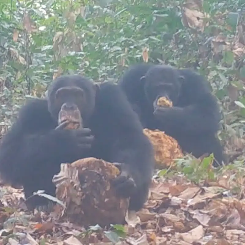 ¿Por qué nos gusta beber en sociedad? Estos chimpancés podrían tener la respuesta 