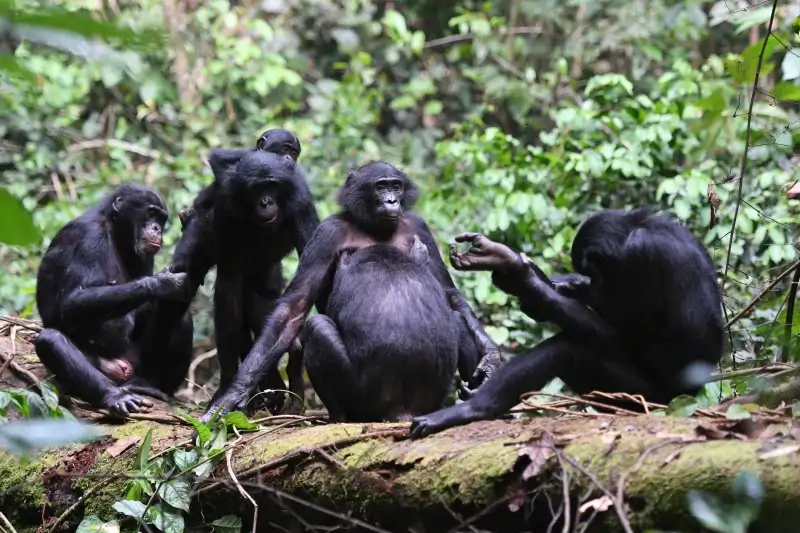 Bonobos socializando