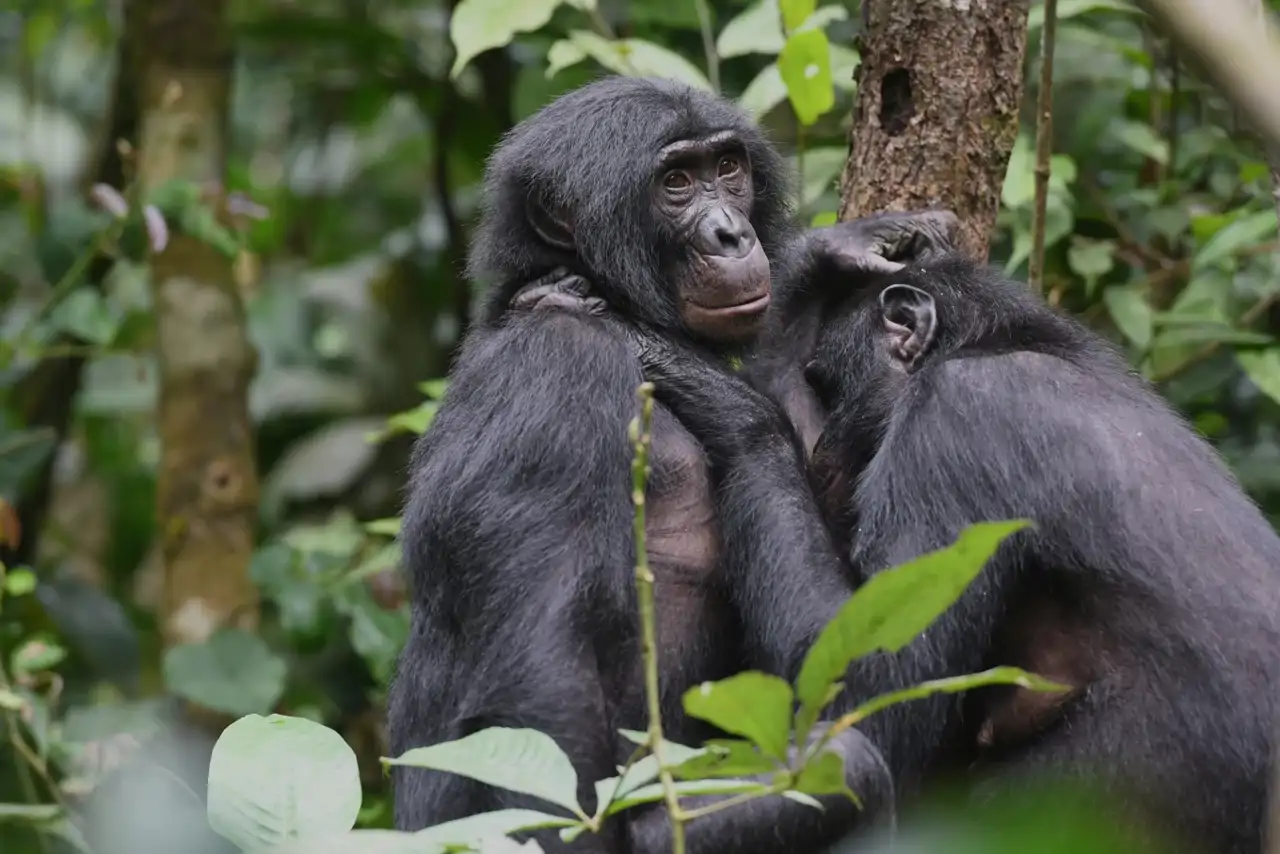 Hembras de bonobo