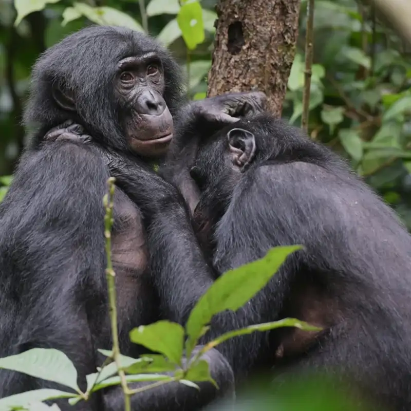 Las hembras de bonobos en el Congo forman grupos para defenderse de agresiones de los machos