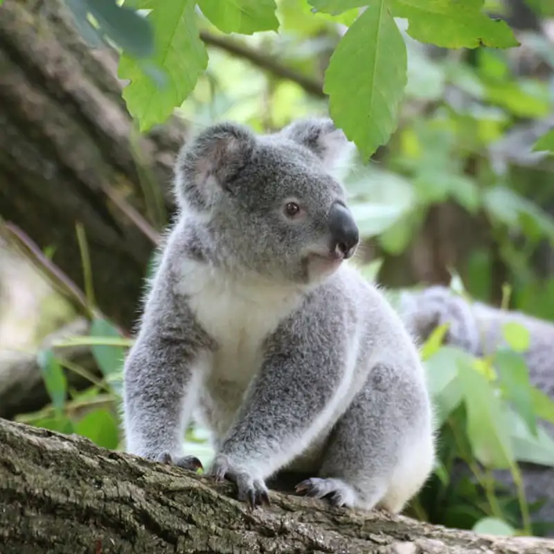 ¿Por qué en Australia están sacrificando koalas con francotiradores desde helicópteros?