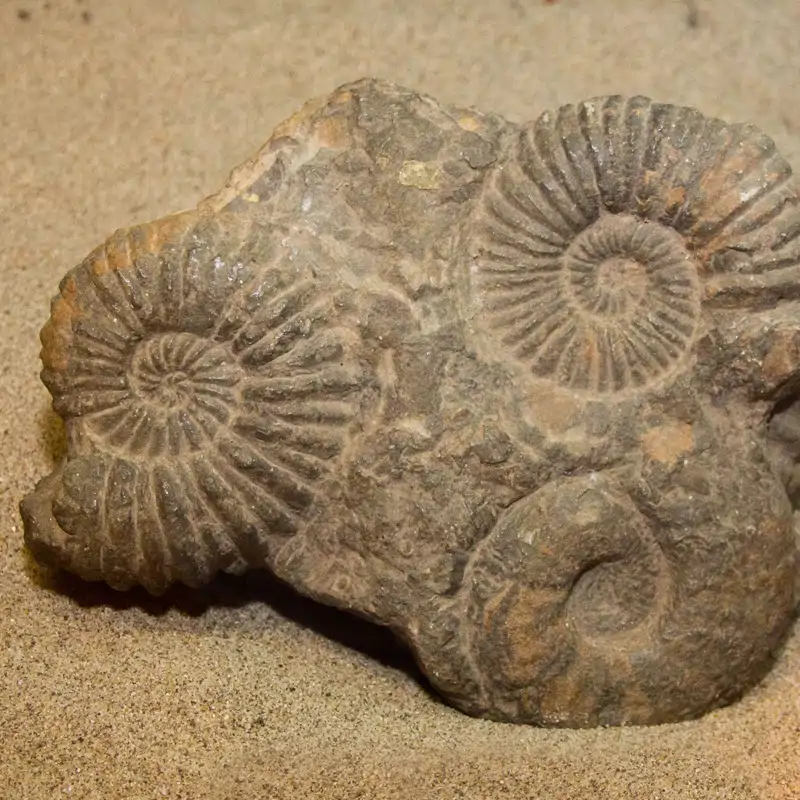 Un niño de 7 años descubre en su jardín un fósil jurásico de hace 140 millones de años
