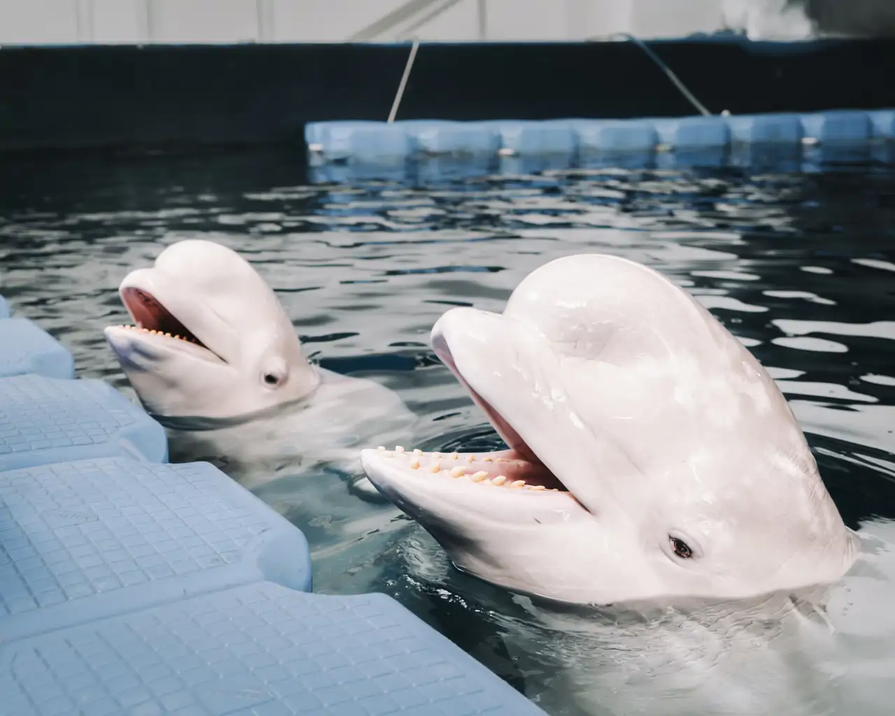 Belugas Plombir y Miranda en el Oceanogràfic de València