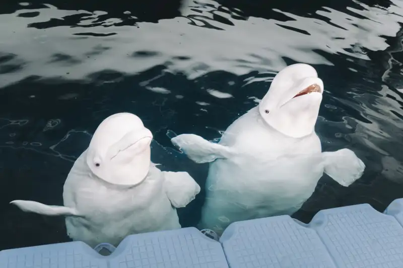 Belugas Plombir y Miranda en el Oceanogràfic