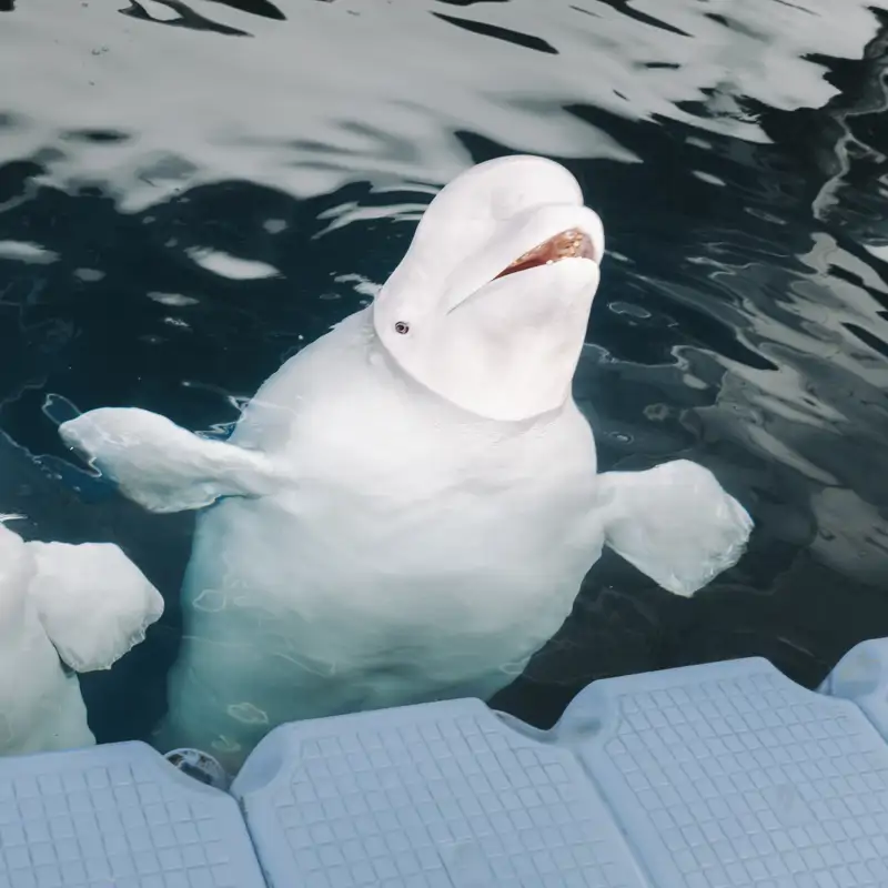 Las belugas rescatadas de Ucrania ya hablan con sus compañeras valencianas