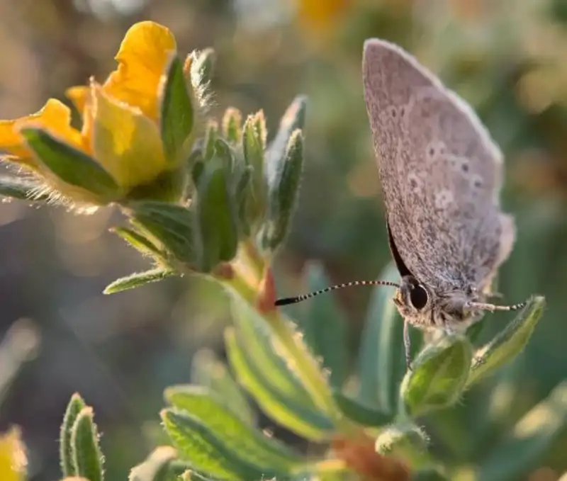 Satyrium curiosolus