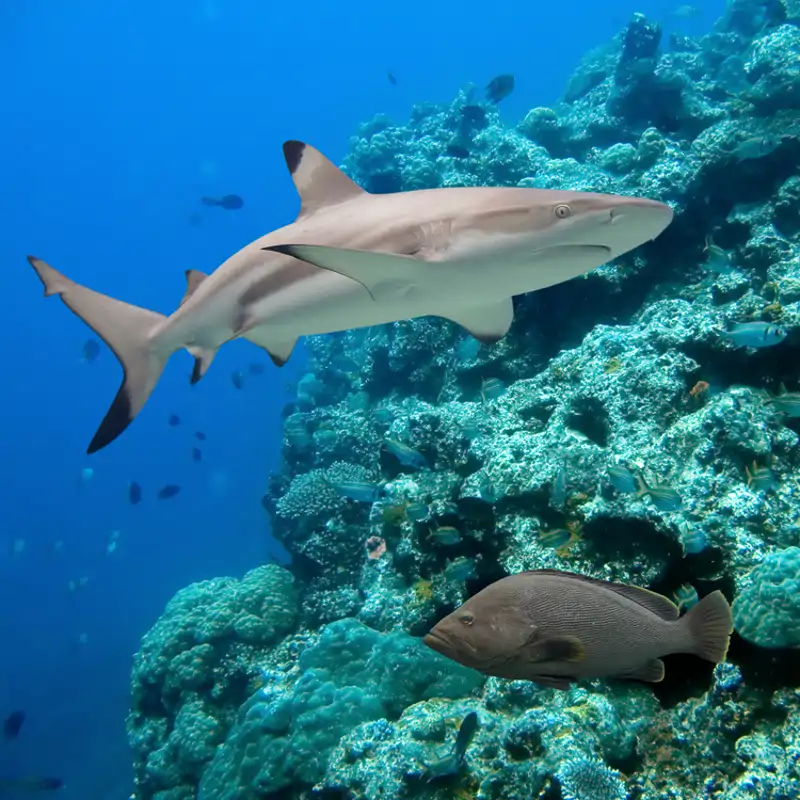Ni asesinos ni despiadados, una nueva investigación desmonta mitos sobre los ataques de tiburones