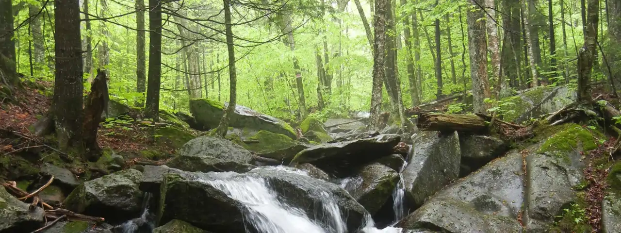 hubbard brook