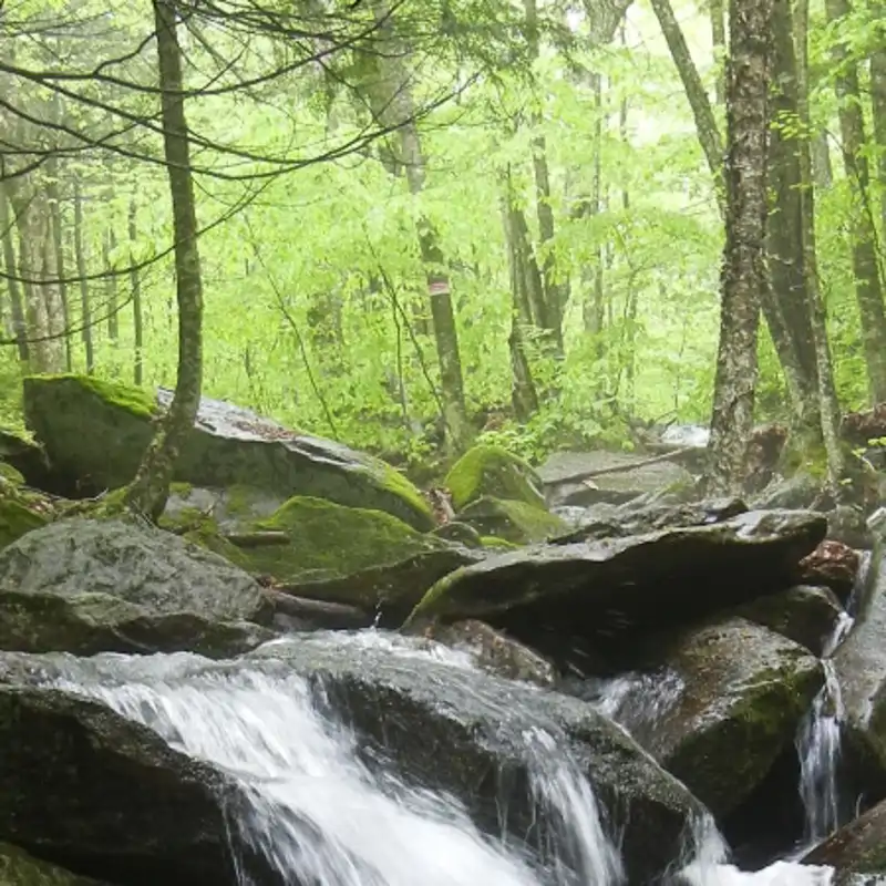 Hubbard Brook, el bosque que lleva 60 años siendo un laboratorio natural