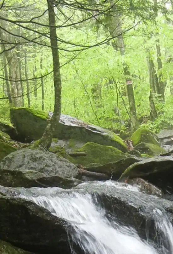Hubbard Brook, el bosque que lleva 60 años siendo un laboratorio natural