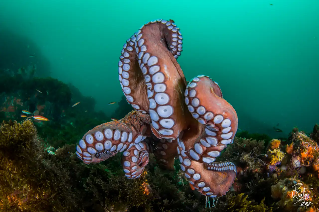 Pulpo