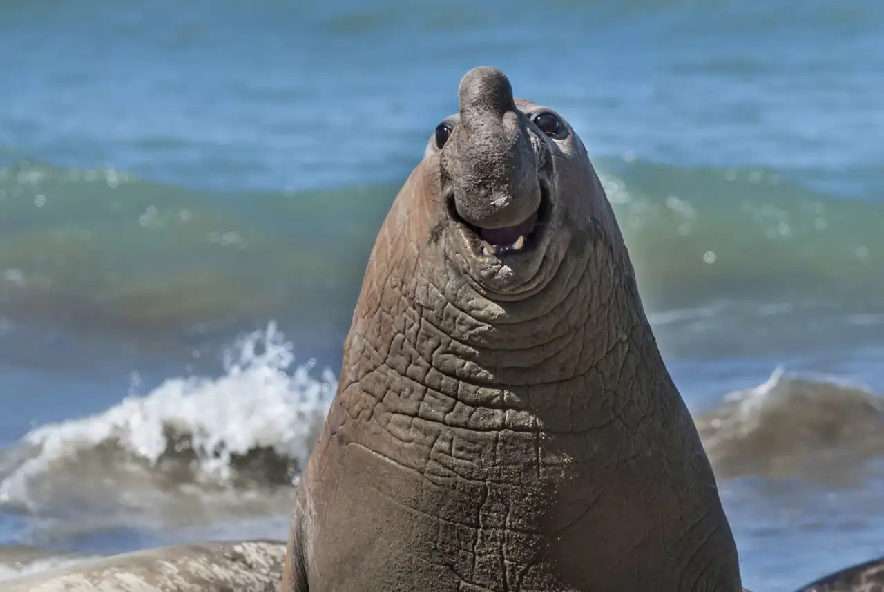 16  Elefante marino (Wildlife Comedy Awards)