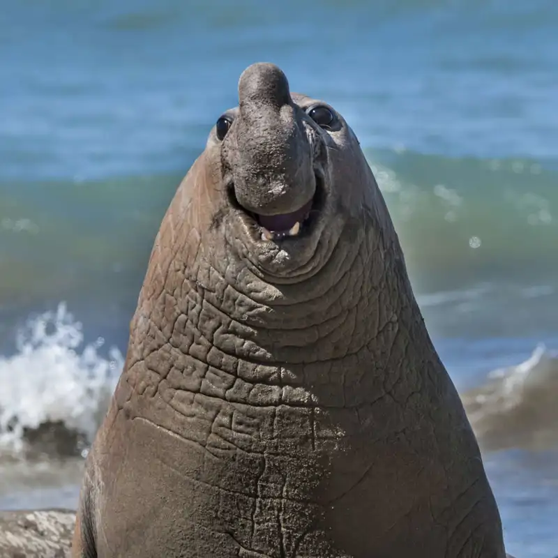 ¿Contento o asustado?
