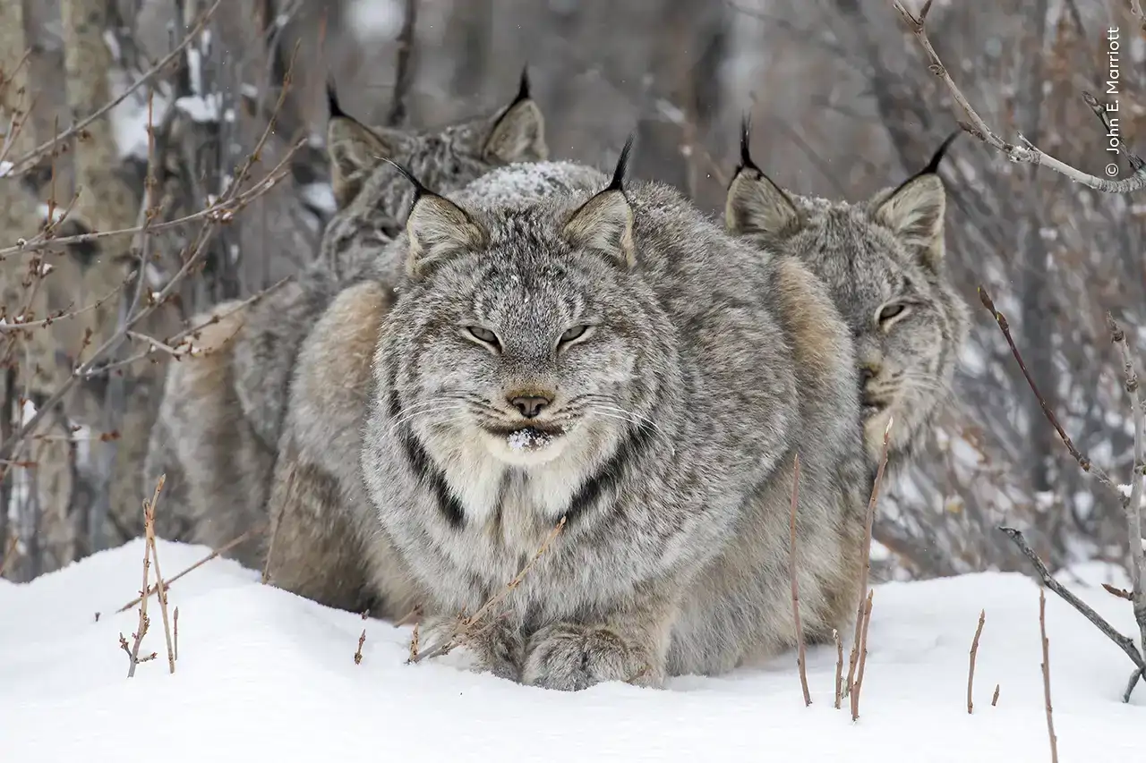 19  On watch (Wildlife Photographer of the Year)