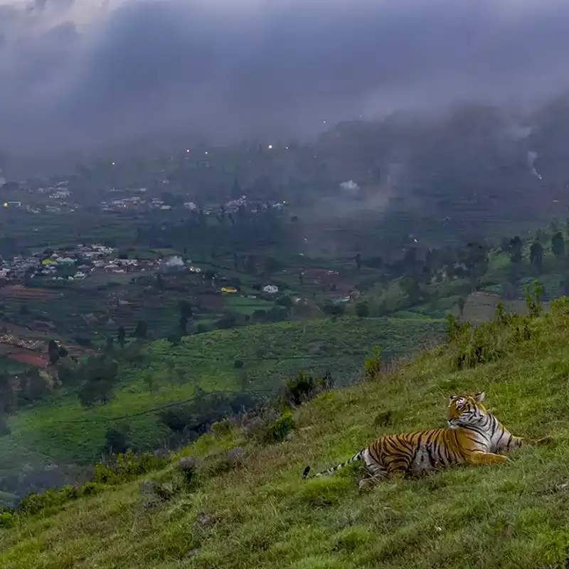 21  Tiger in town (Wildlife Photographer of the Year)