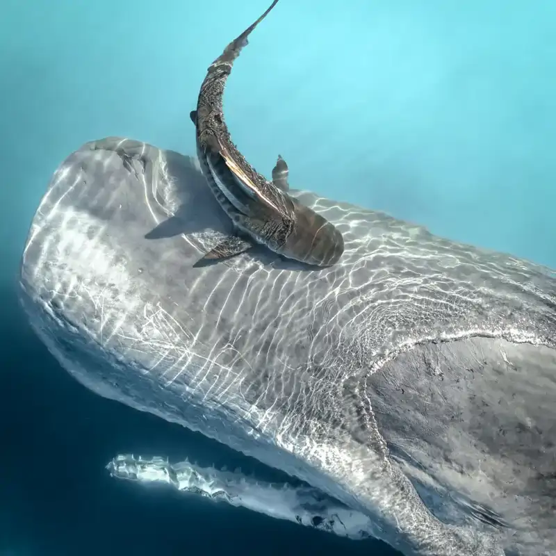Se me ha metido un tiburón en el ojo