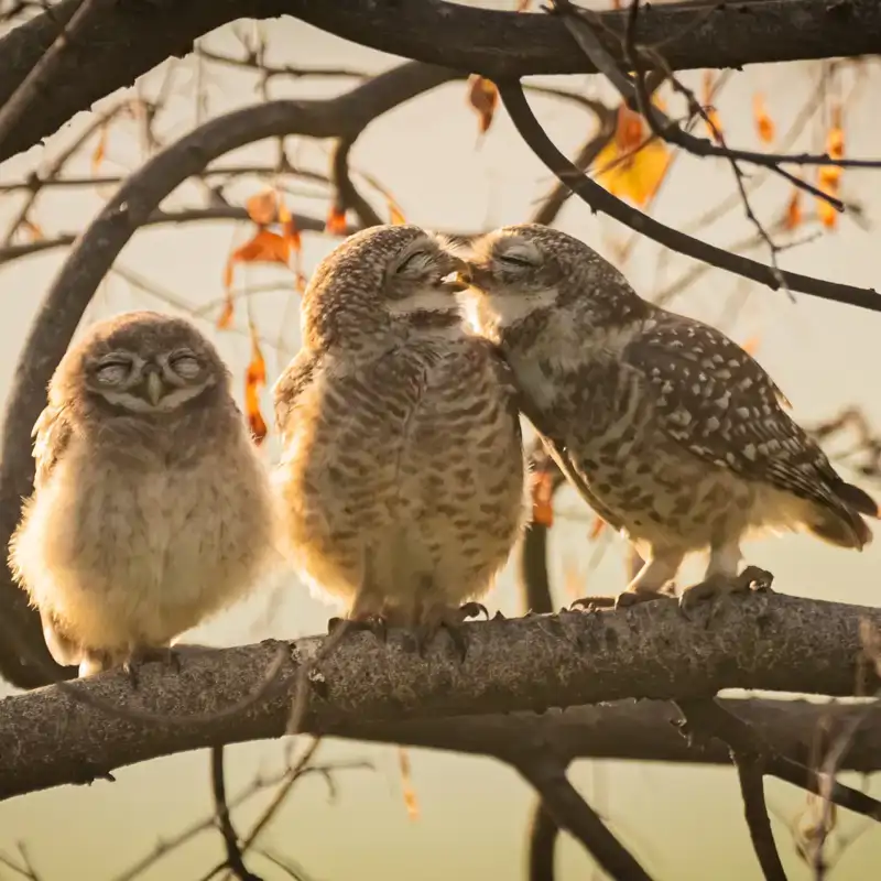 ¿Un besito?