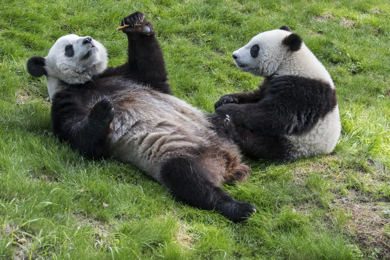 29  Young giant panda (Ailuropoda melanoleuca) watching mother eating cookie in zoo (Belga, Belpress, Cordon Press)