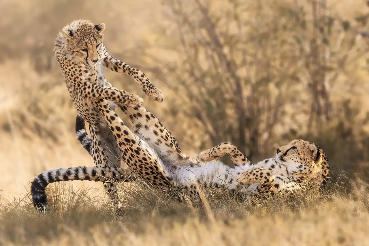 31-this-cheetah-mother-gives-her-cub-a-swift-karate-kick-at-the-masai-mara-national-reserve-in-kenya-rahul-bansal-solent-news-cordon-press_5b2a19c2_250505170549_1280x853.webp