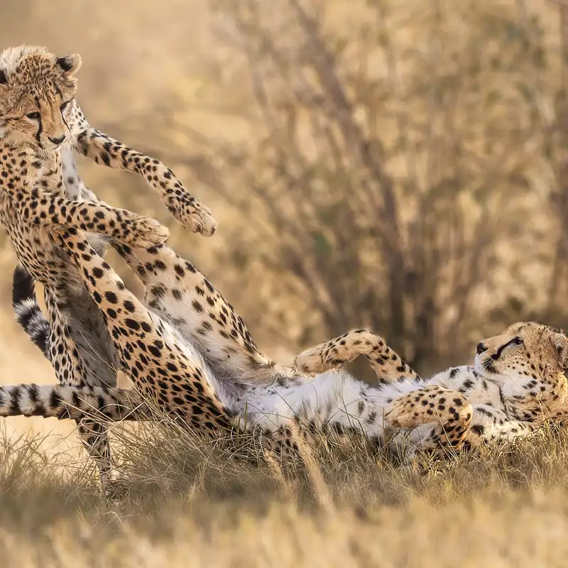 Kung-Fu Guepardo