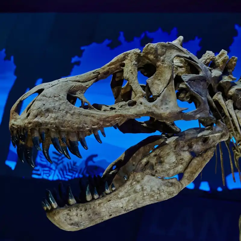 ¿Bolsos de cuero de dinosaurio? Los científicos dicen no tan rápido