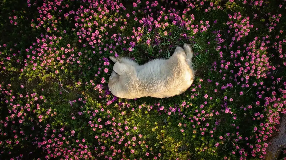 Oso Polar entre Flores