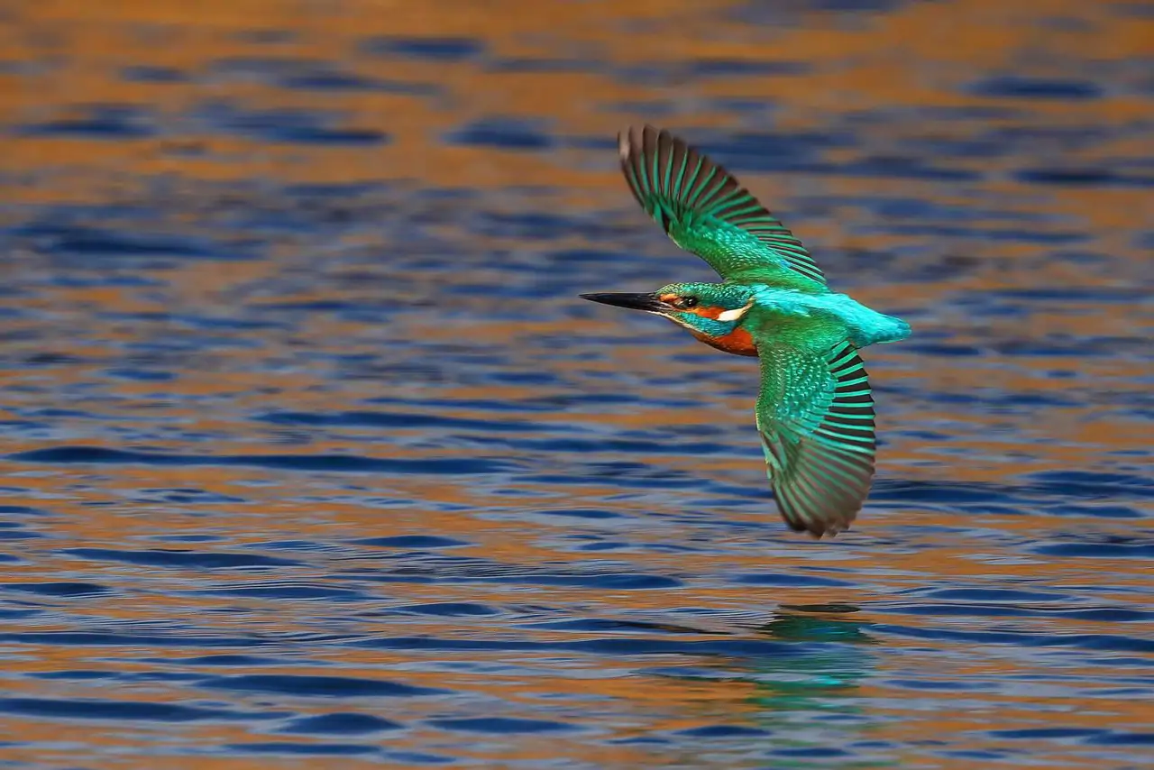 4  Martín pescador (Julian Mendla, Bird Photographer of the Year 2024)