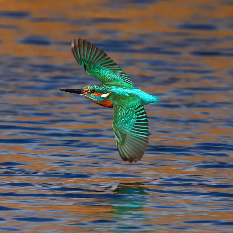 Vuelo rasante
