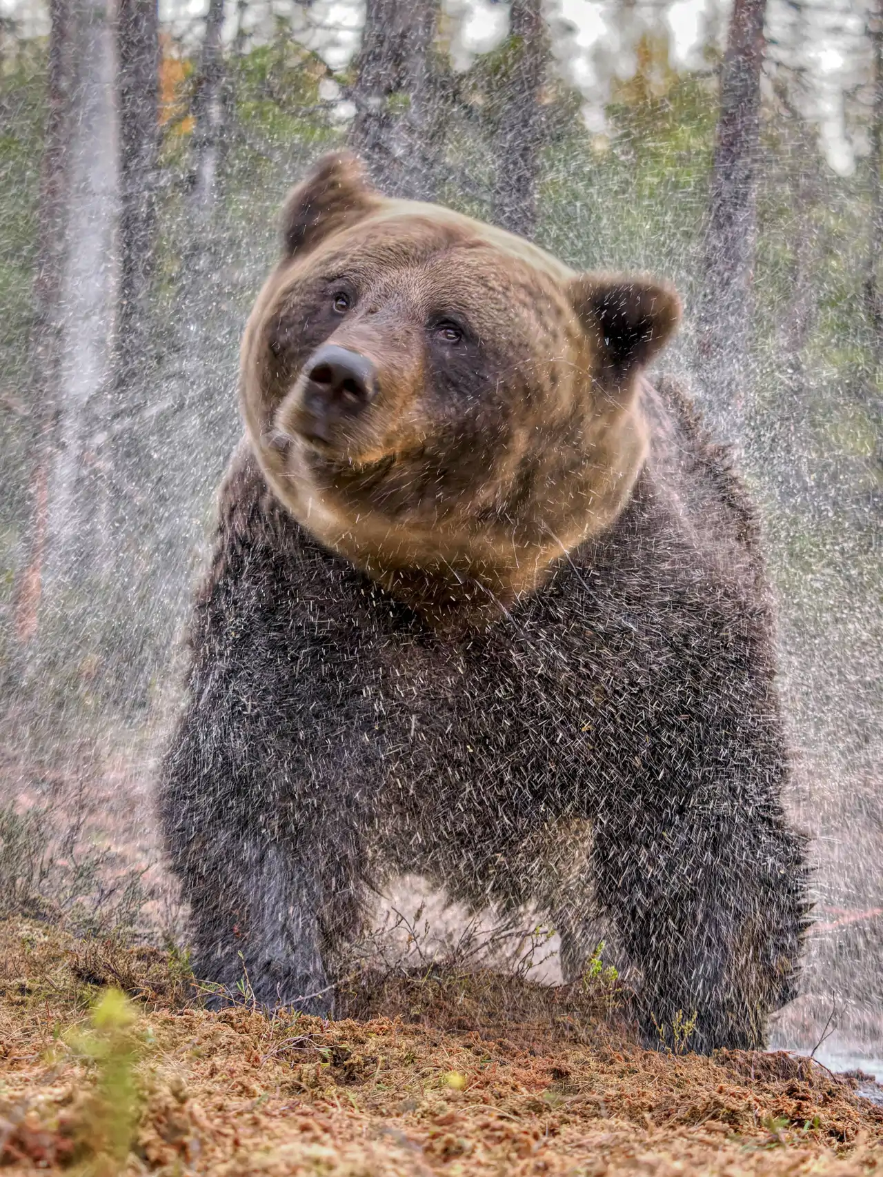 6-eurasian-brown-bear-ursus-arctos-arctos-shaking-dry-after-swimming-in-forest-pool-finland-andy-rouse-naturepl-com-cordon-press_9f9df6df_250508135938_1280x1707.webp