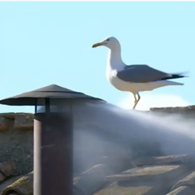 Las gaviotas que robaron los reflectores al nuevo papa