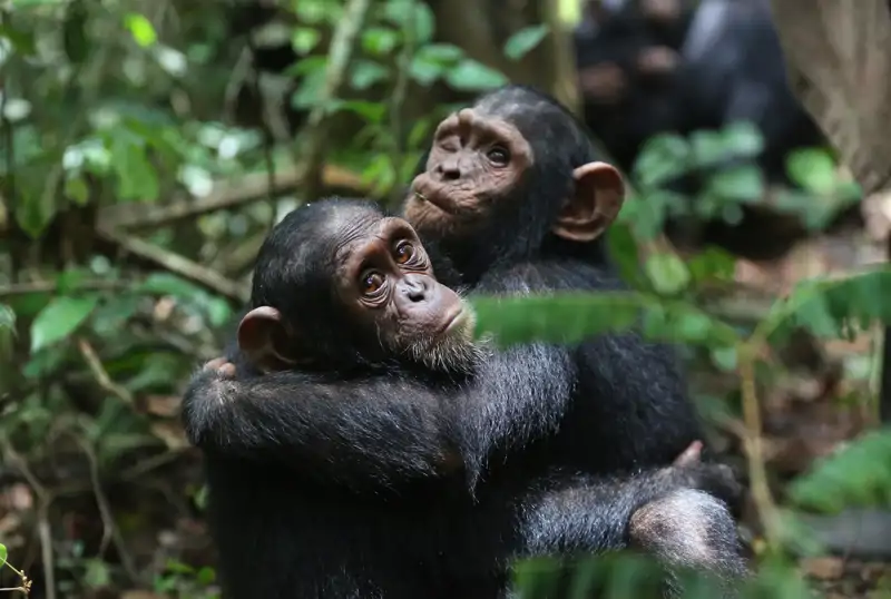Zezé y Perrine, rescatados por el Instituto Jane Goodall en el Centro de Rehabilitación de Chimpancés de Tchimpounga, en Congo - Fotografía de 